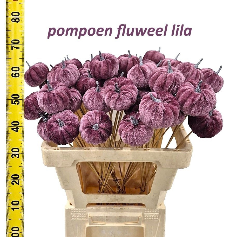 Huis En Tuindeco H%