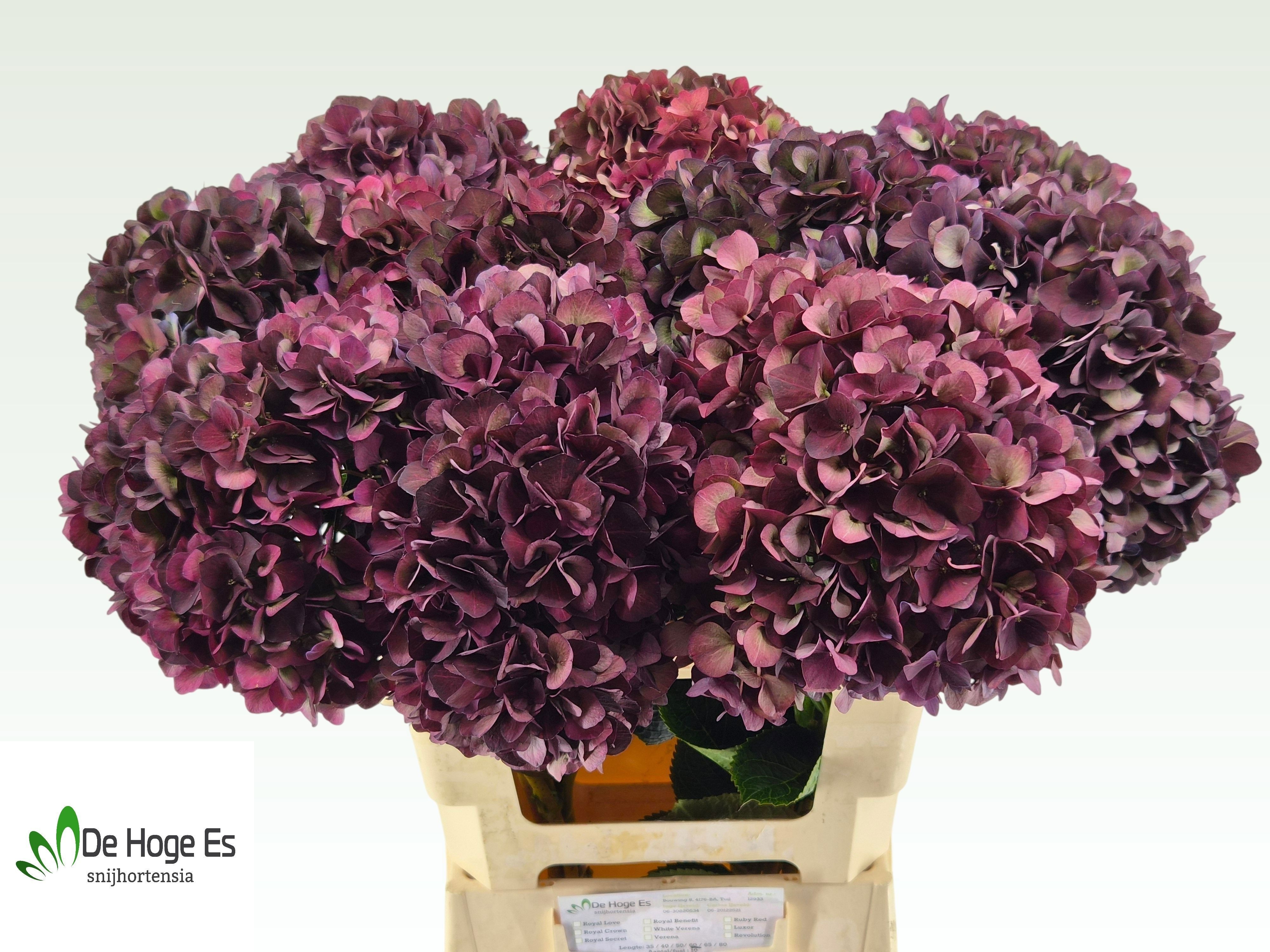 Hydrangea Ruby Choco 60cm 19Ø