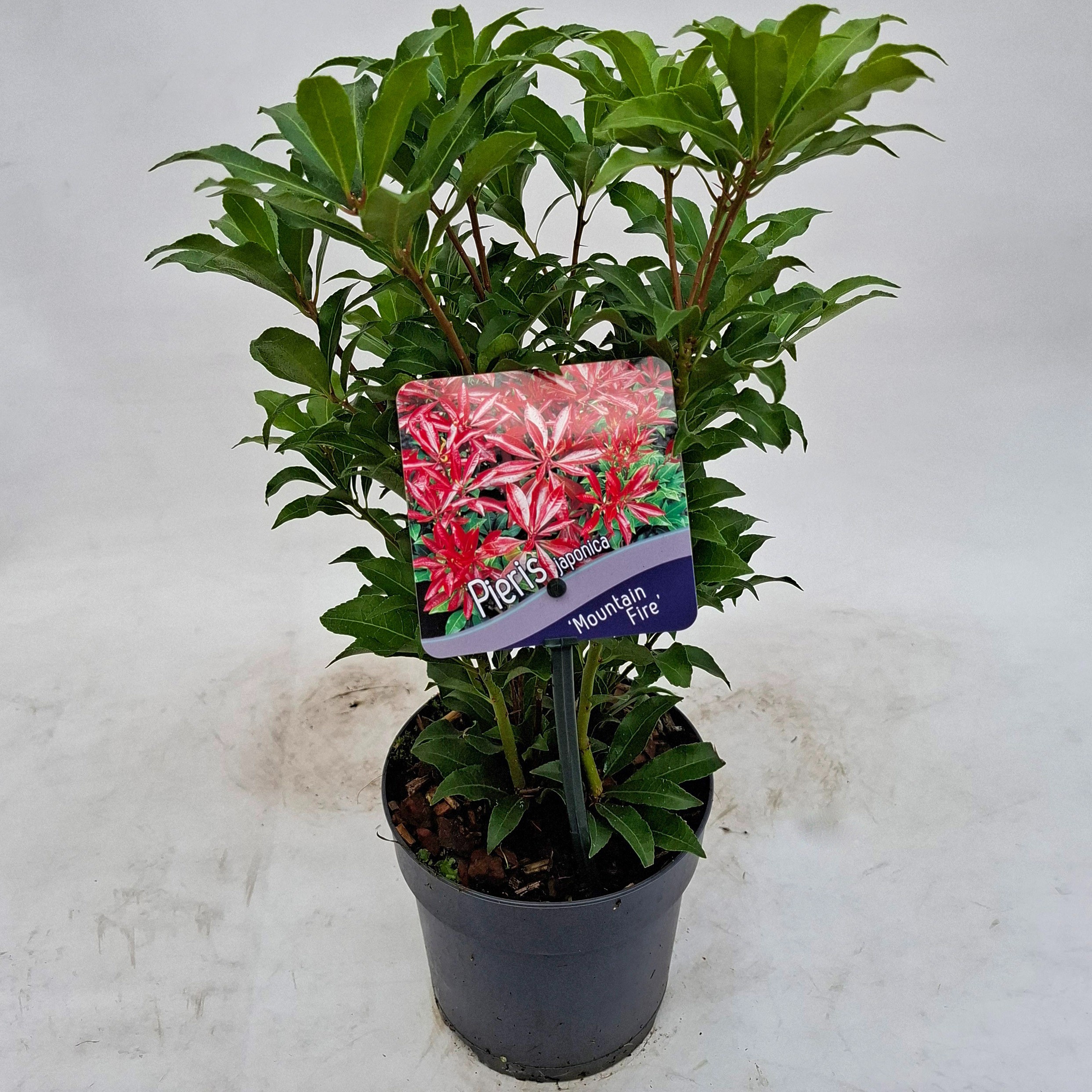 Picture of Pieris japonica 'Mountain Fire'