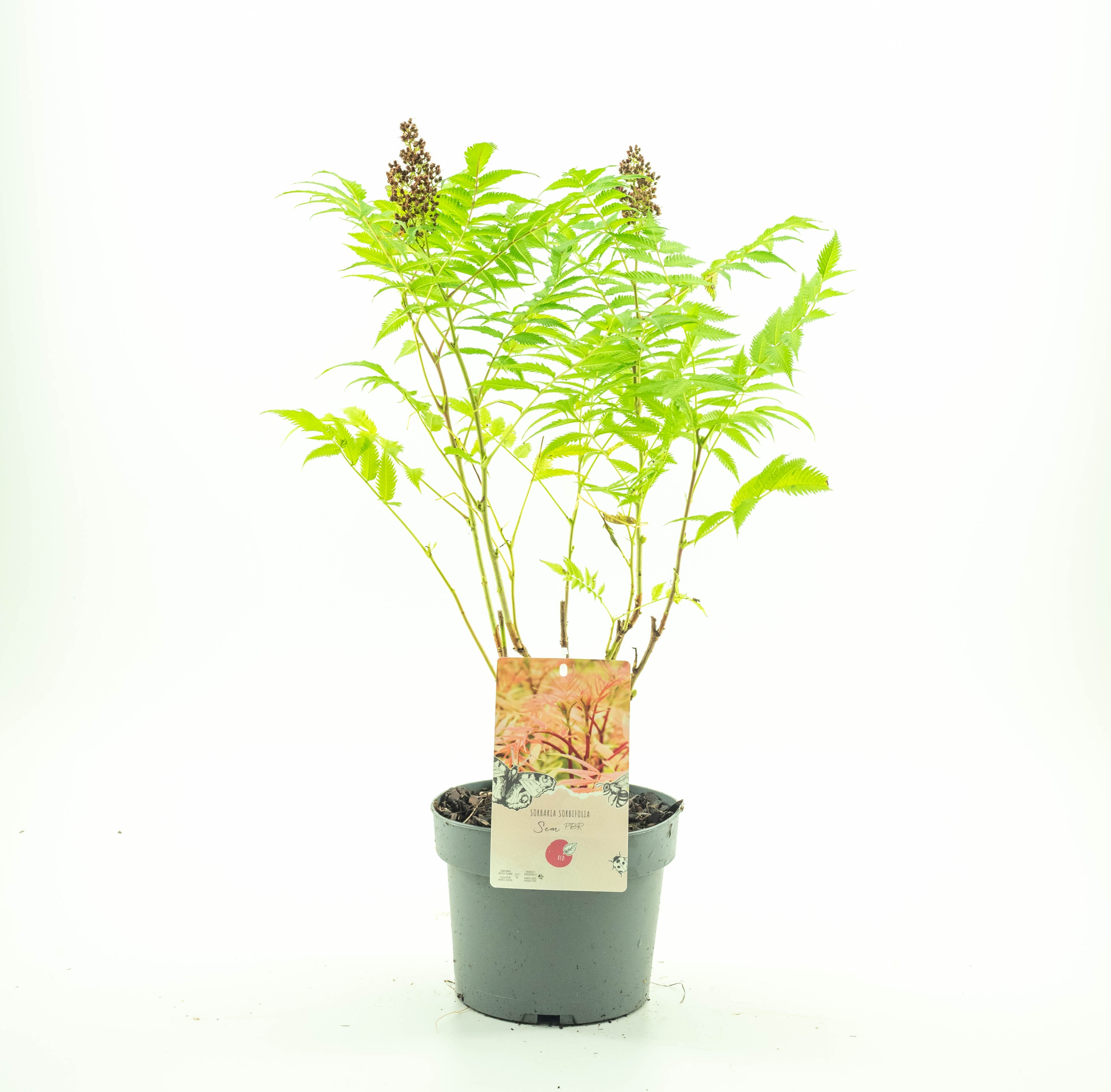 Picture of Sorbaria sorb. 'Sem'