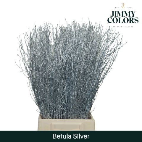 Betula L70 Mtlc. Zilver