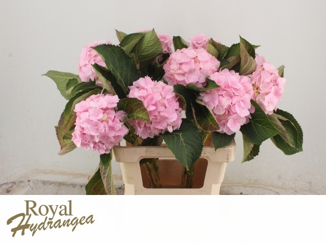 Hydrangea Verena Pink 60cm 16Ø