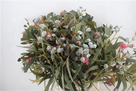 Euc Ov Blad Bs 60L.cm 300gram