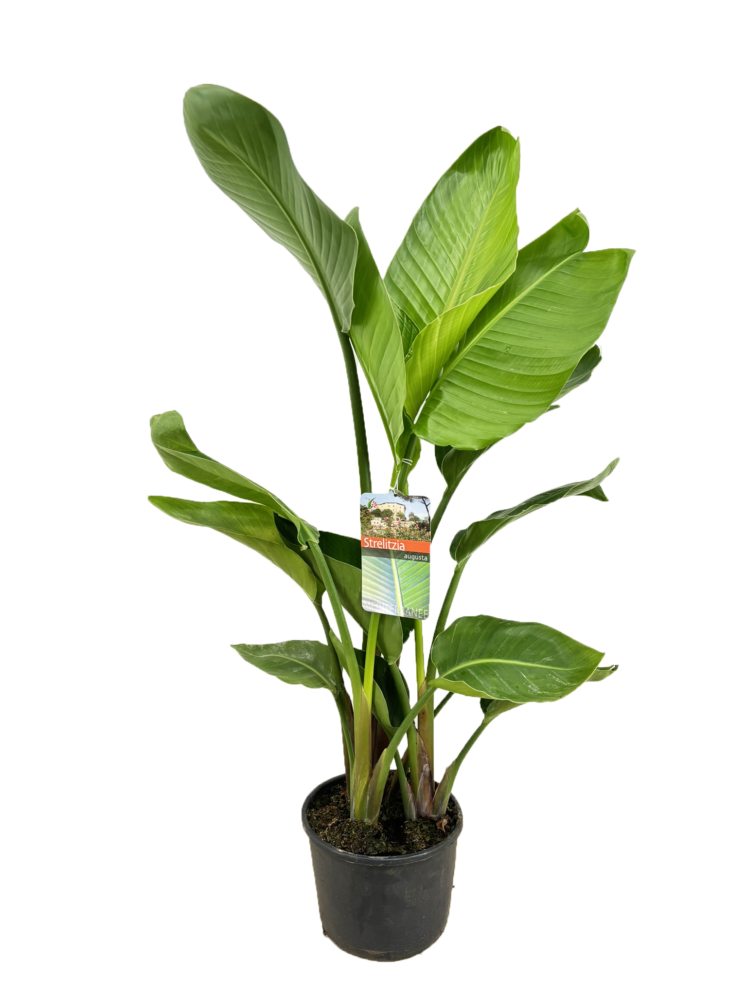 Picture of Strelitzia augusta P21 (4 Ltr) (LOOSE)