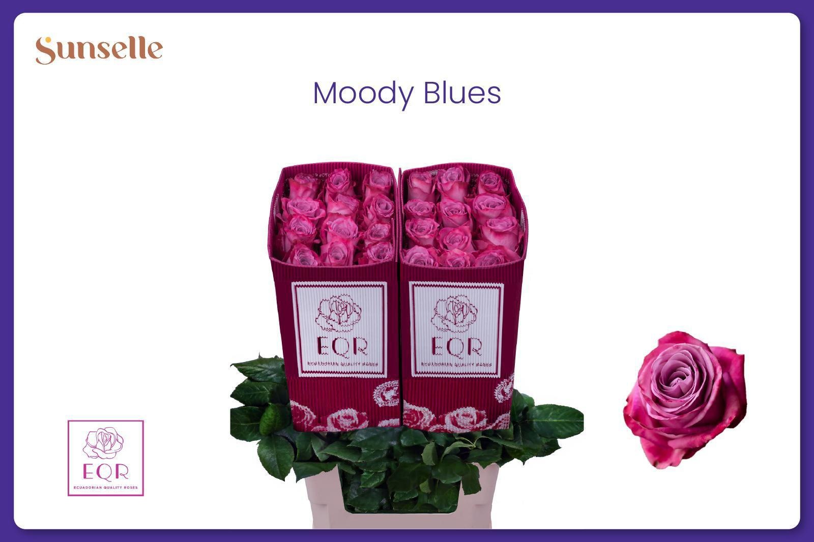 Rosa Moody Blues! 60cm