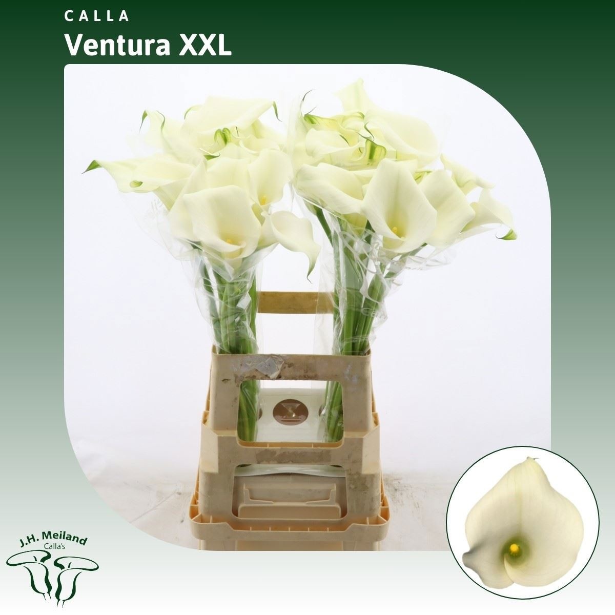 Calla Capt Ventura 70cm