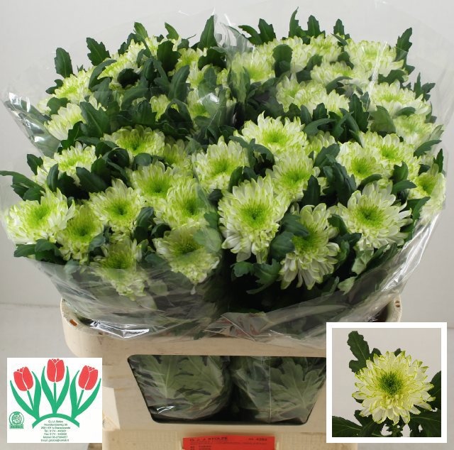 Chrys Single Zembla Lime 70cm 85gram