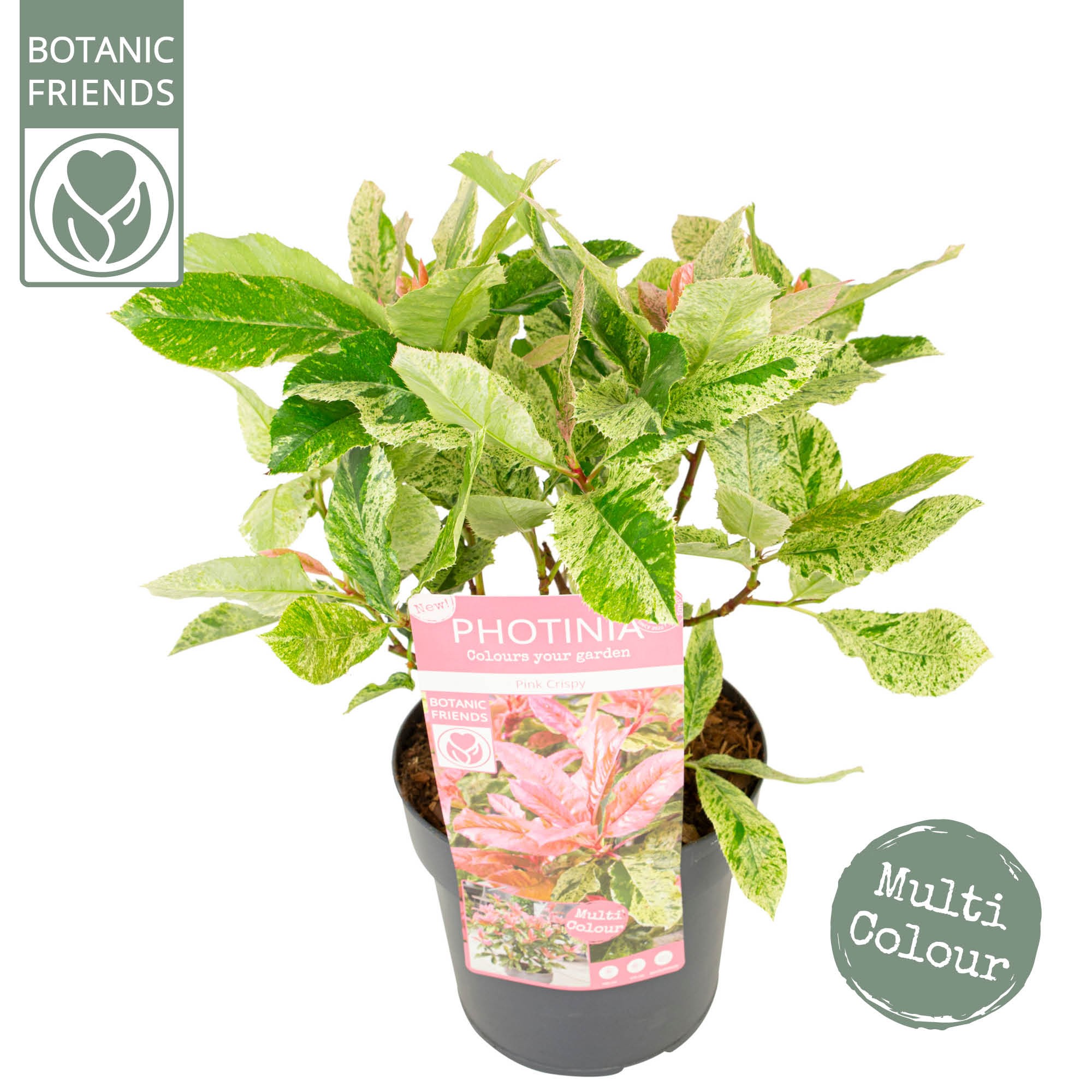 Picture of Photinia serr. Pink Crispy P19 (3 Ltr) (LOOSE)