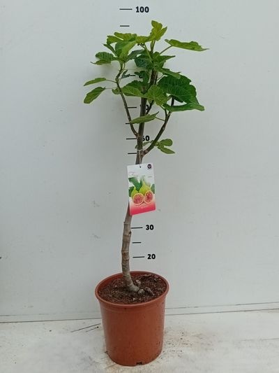 Ficus carica