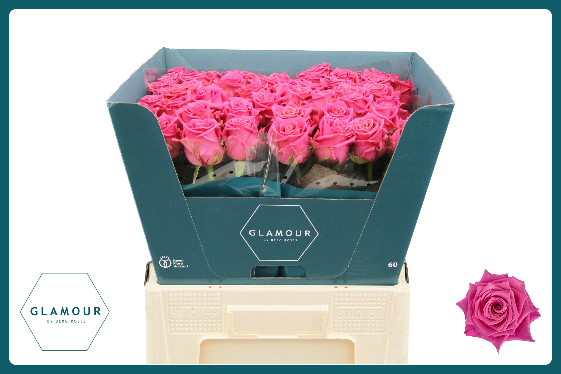 Rosa Tan Charlotte 60cm