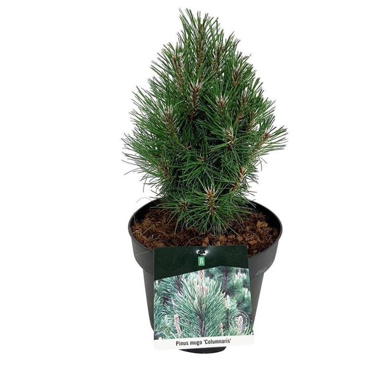 Picture of Pinus mugo 'Columnaris'