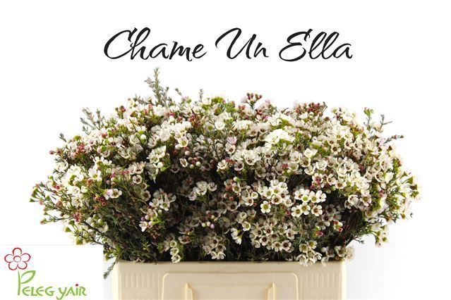 Chamelaucium Ella White 50cm 30gram