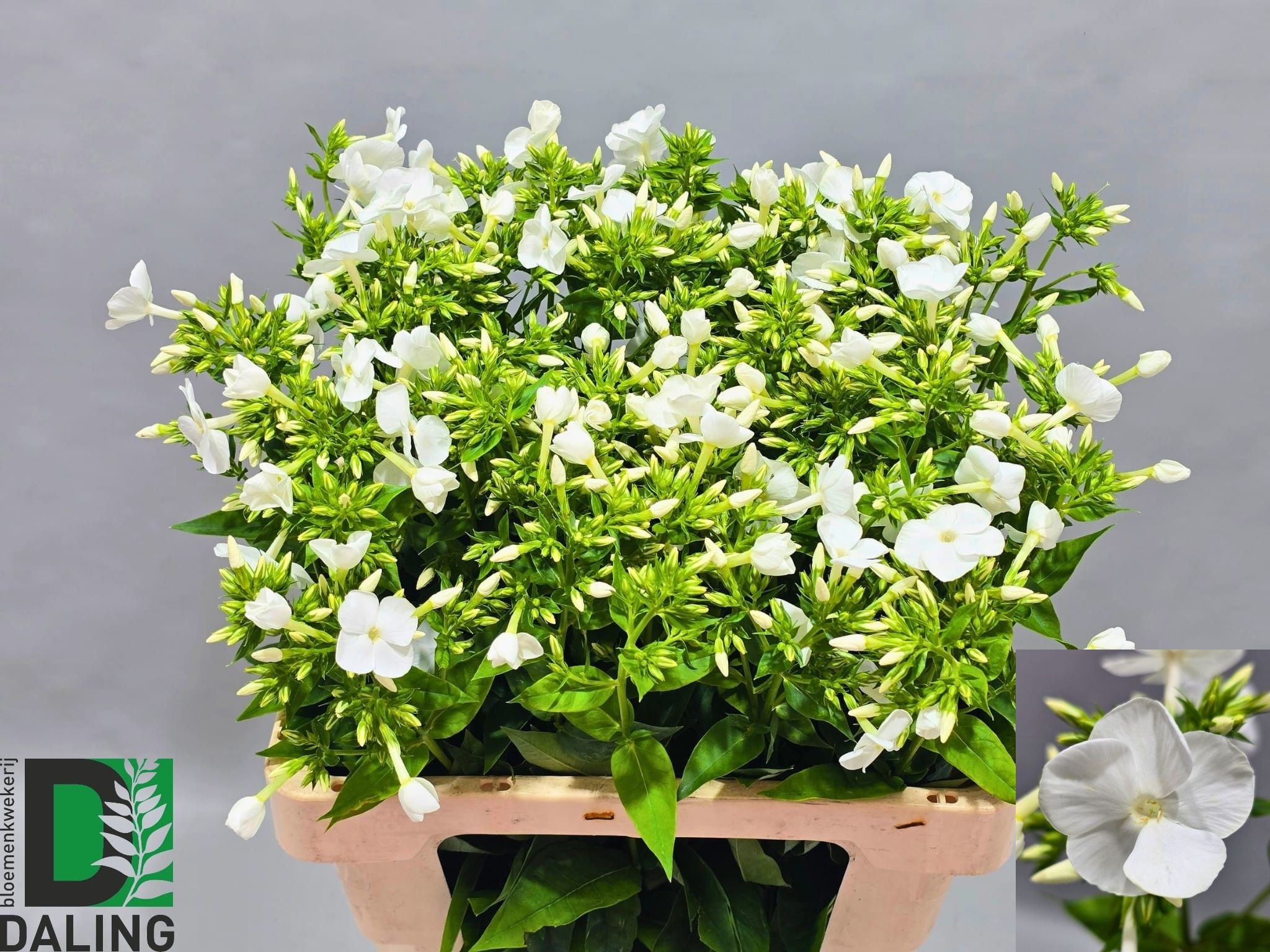 Phlox P Gogo W Jumbo