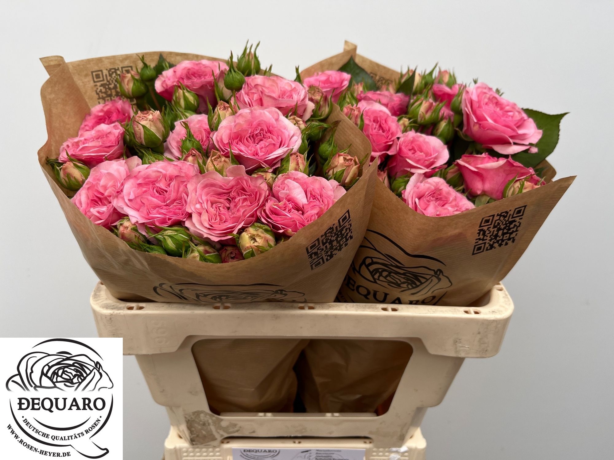 Rosa Spr Mariatheresia 50cm