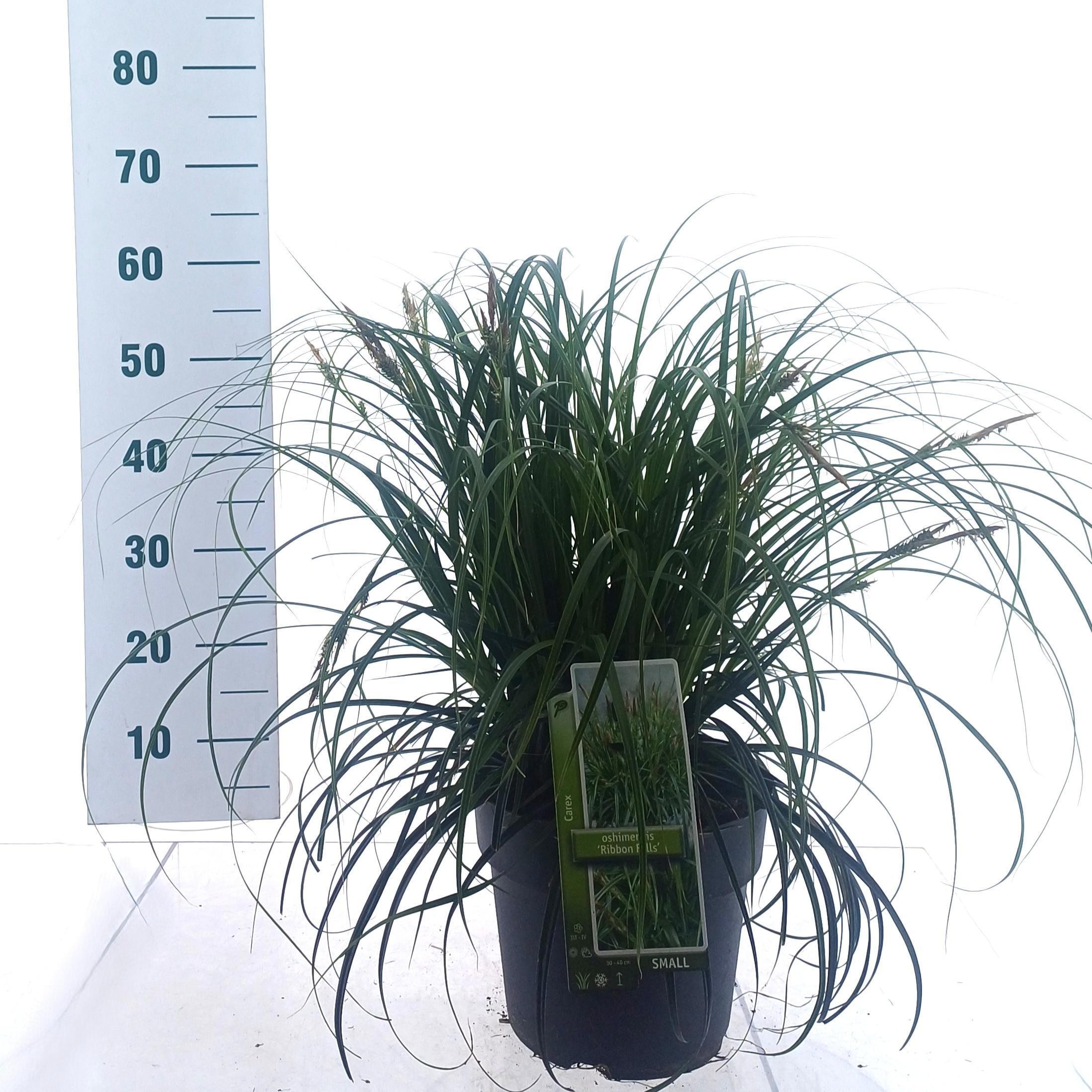 Carex Ribon Falls ('et Crx02'pbr)