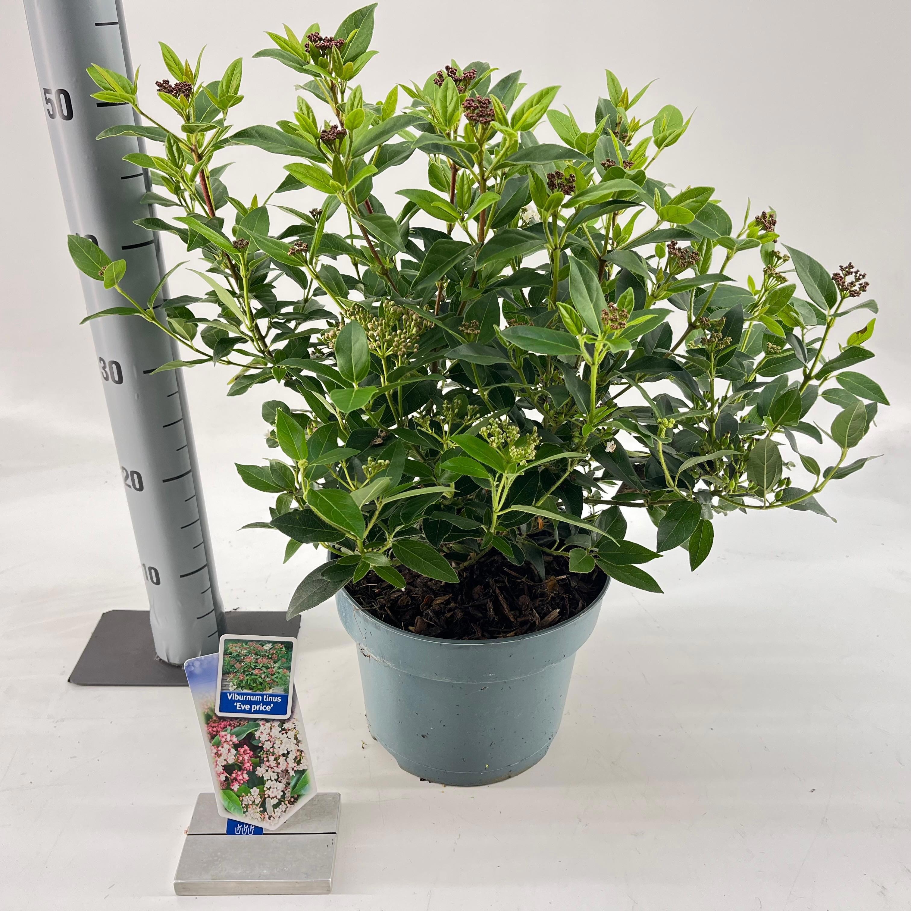 Picture of Viburnum tinus ‘Eve Price’