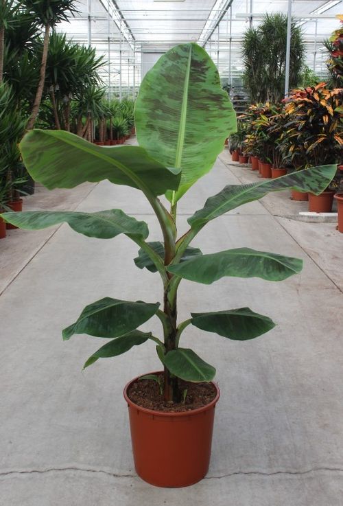 Musa 'Dwarf Cavendish' p34 fachjan