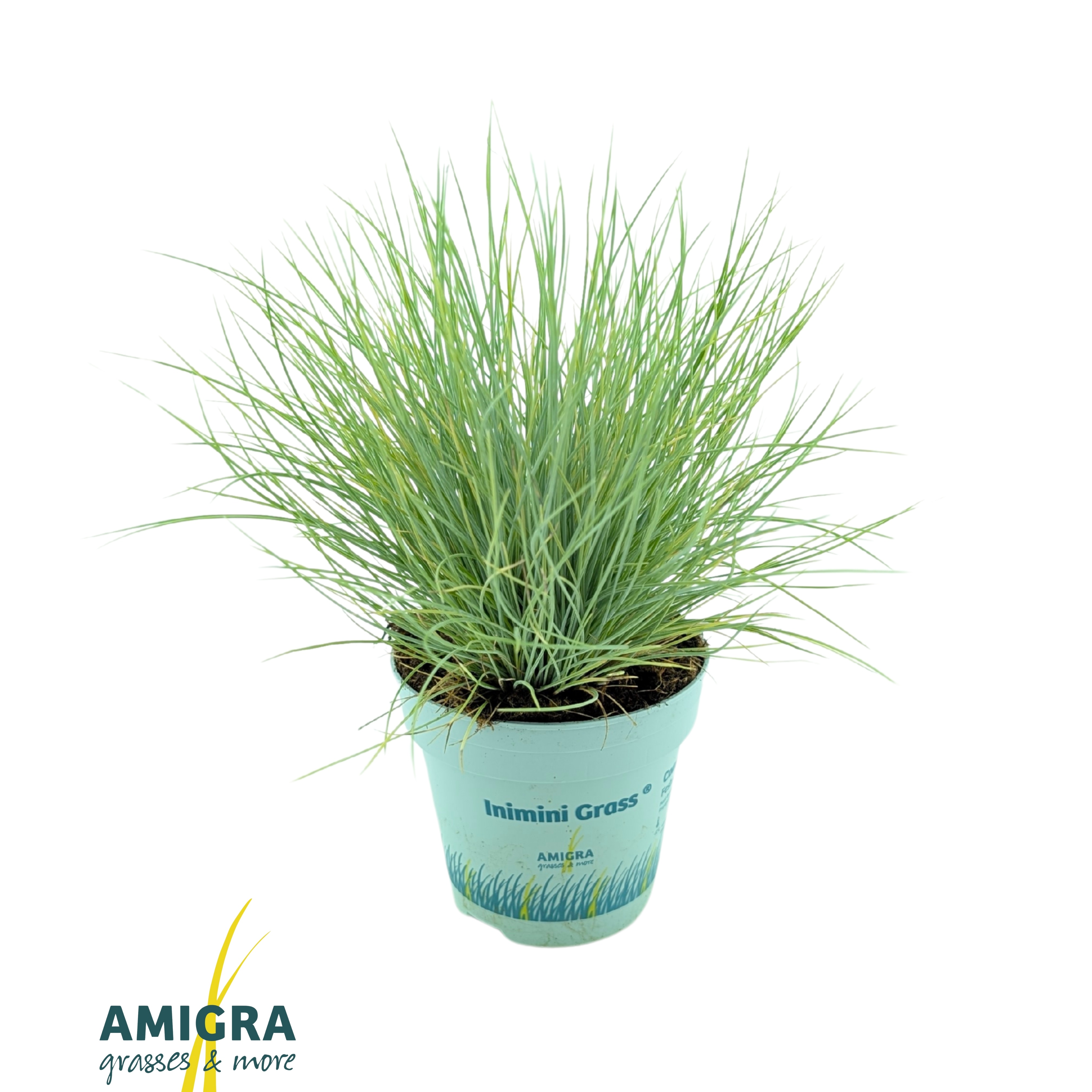 Picture of Festuca glauca AmiGold®