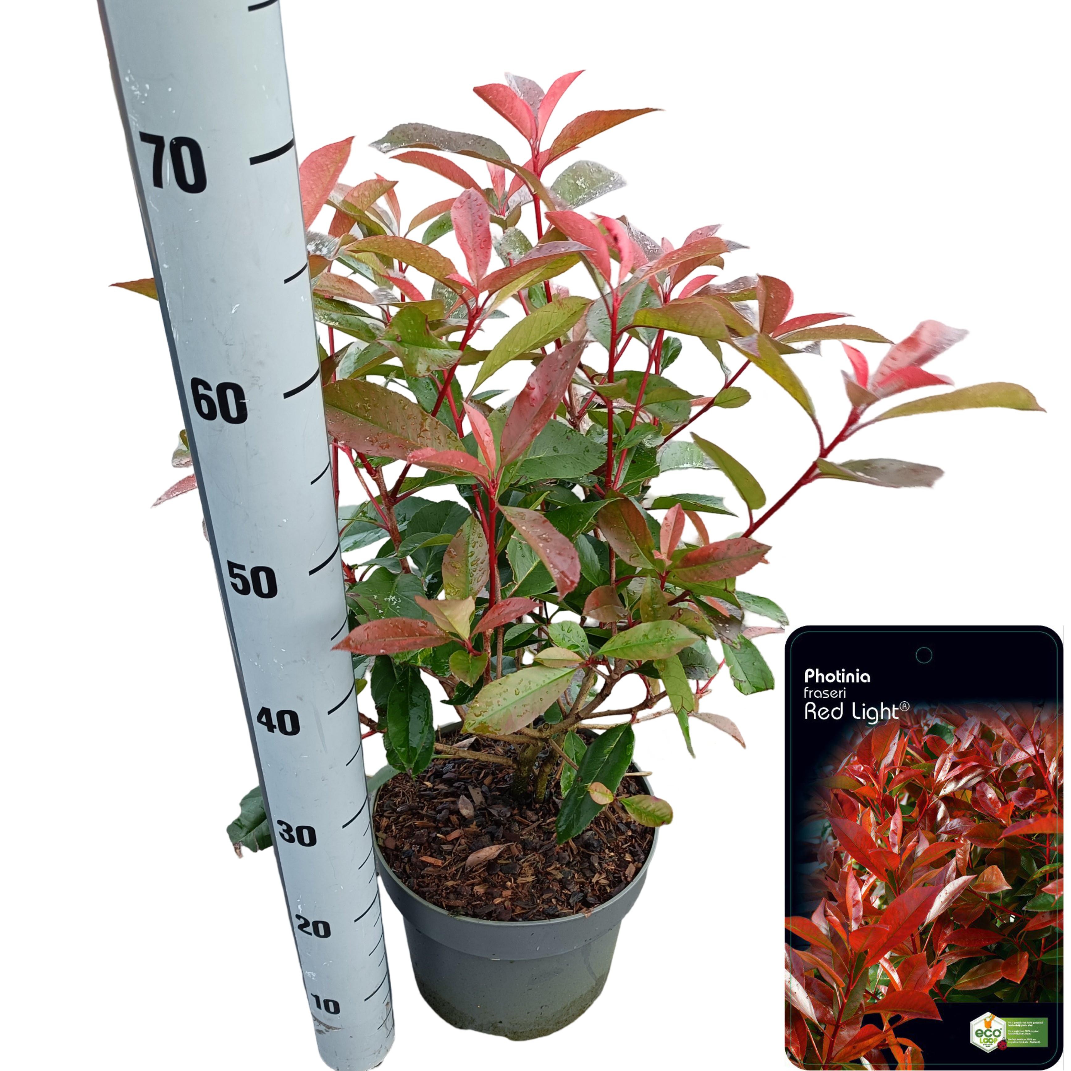 Picture of Photinia fraseri 'Red Light' C5