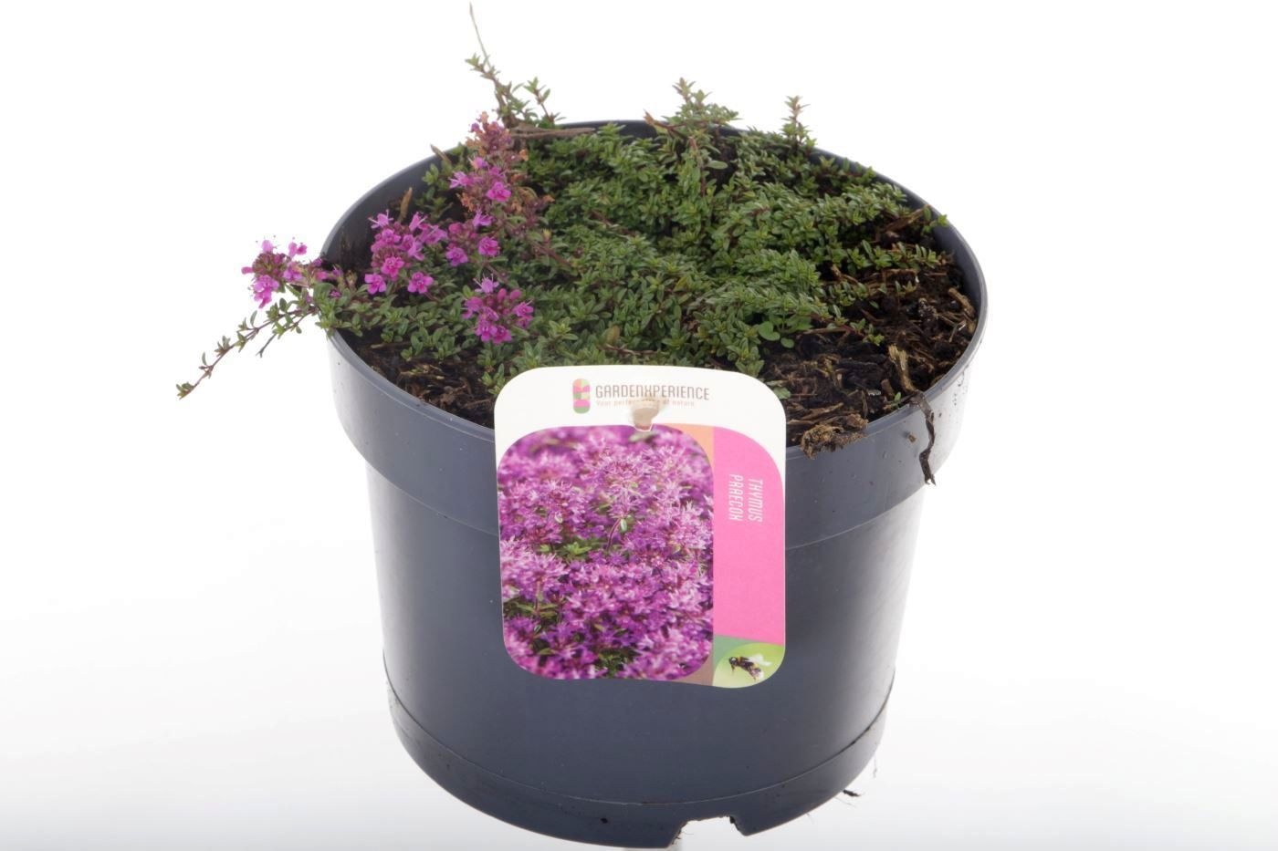 Thymus praecox 'Red Carpet'