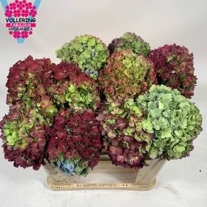 Hydrangea Adora Classic 50cm 18Ø