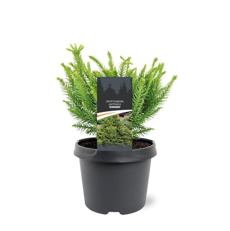 Cryptomeria japonica 'Dinger'