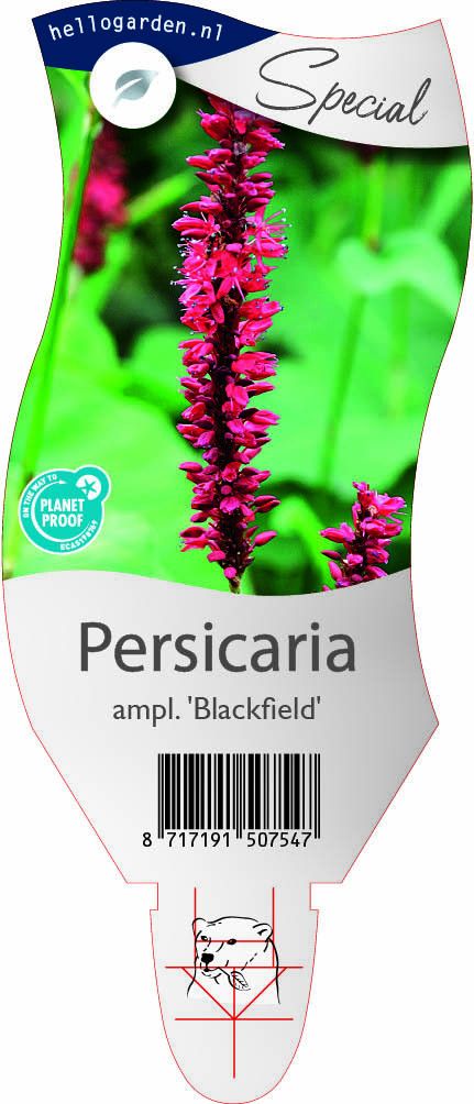 Persicaria a. 'Blackfield'