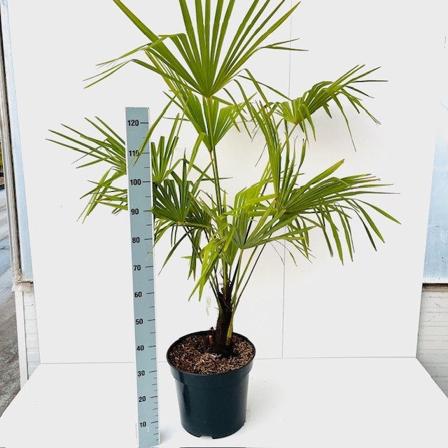 Picture of Trachycarpus fortunei C20 100-120