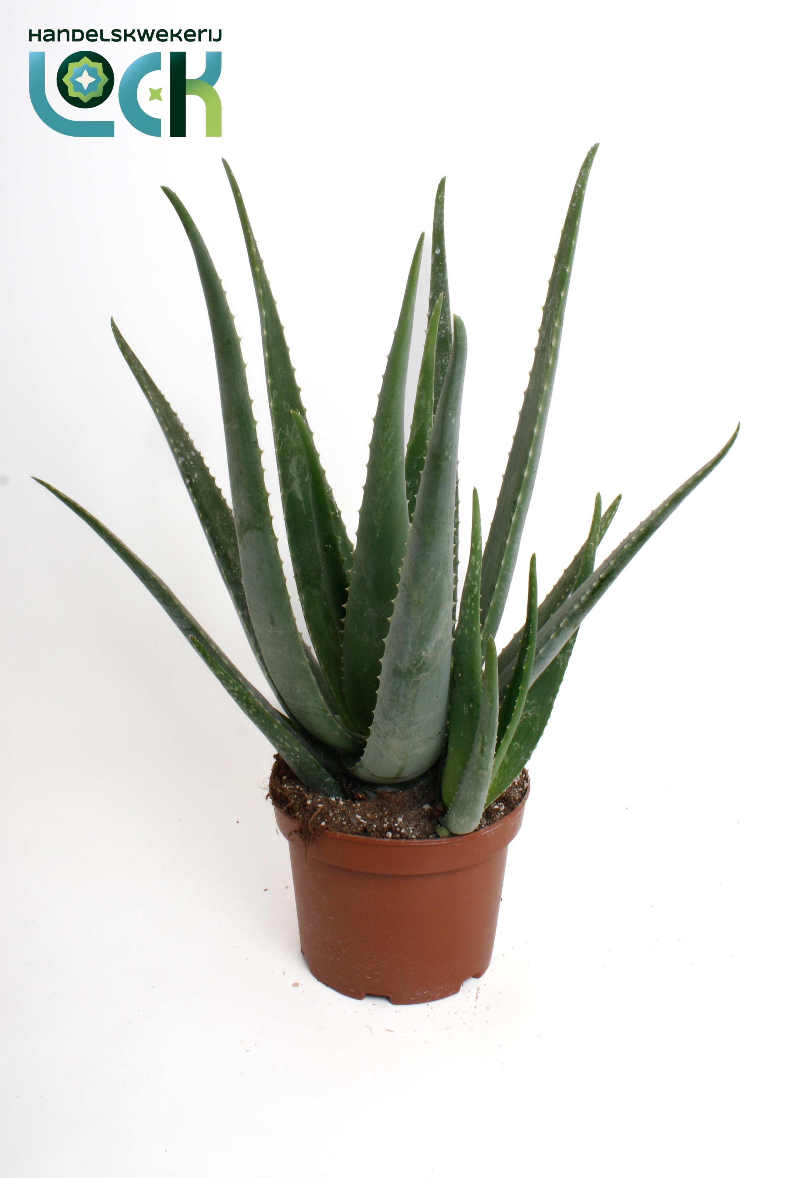 Aloe Variagata 19Ø 50cm