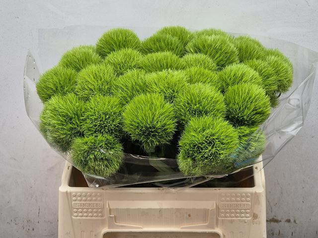 Di Barb Green Trick