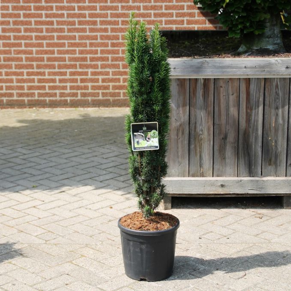 Picture of Taxus baccata Fast. Robusta C15 100CM