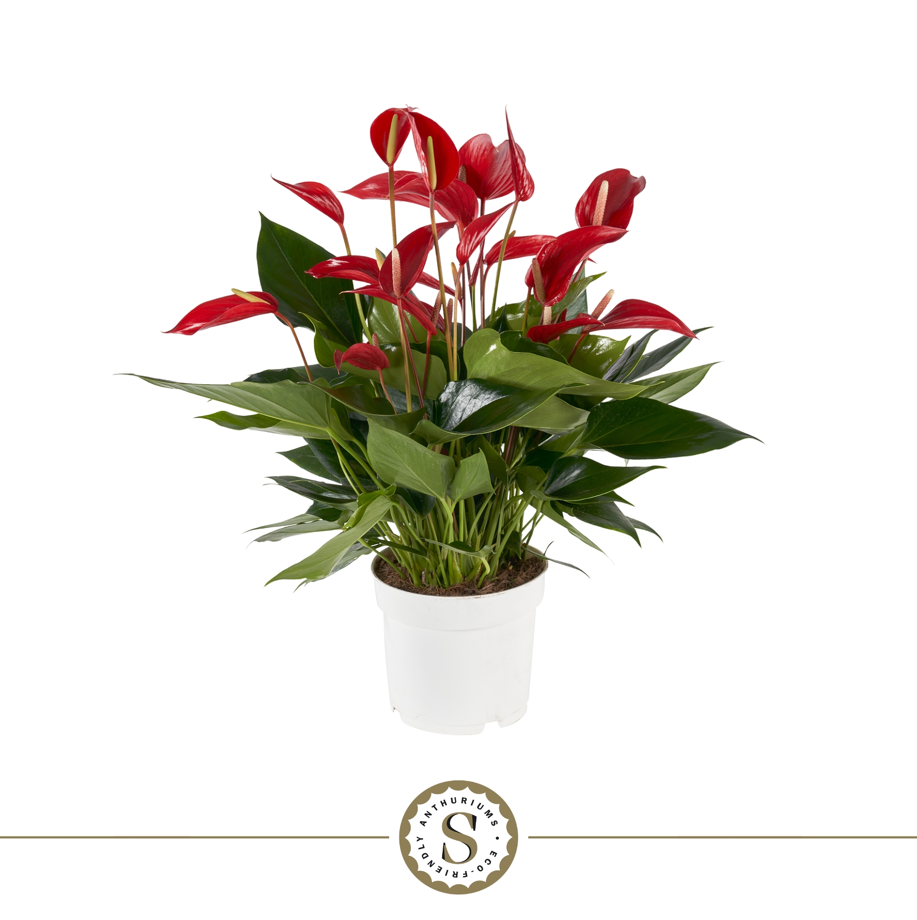 Picture of Anthurium Mille Fleurs Roja P17 55CM