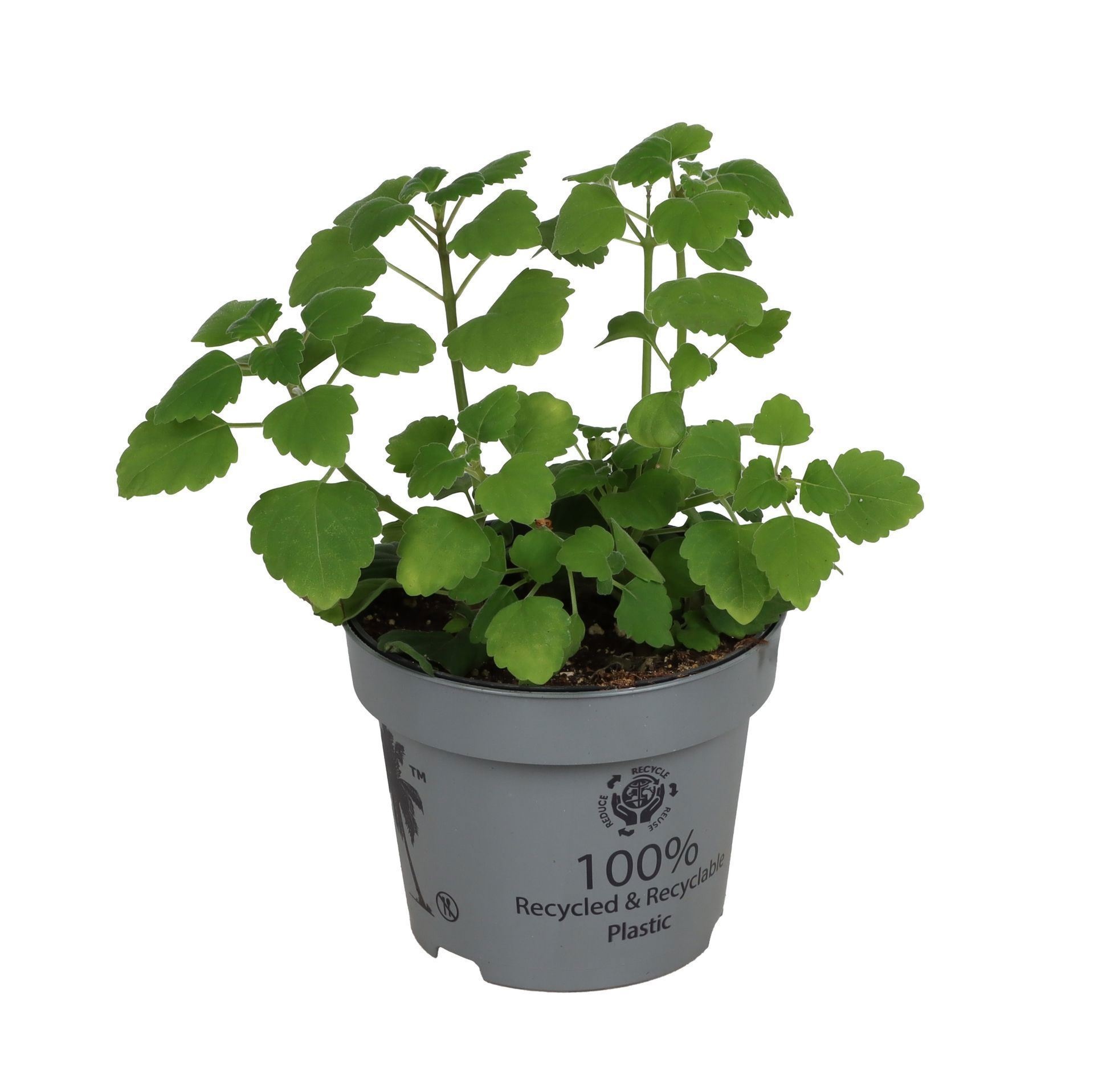 Plectrantus Ernestii Aroma Mint