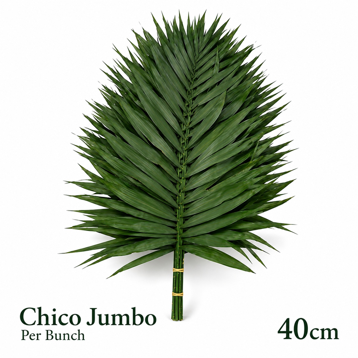 Chamaed Chicoblad Bs