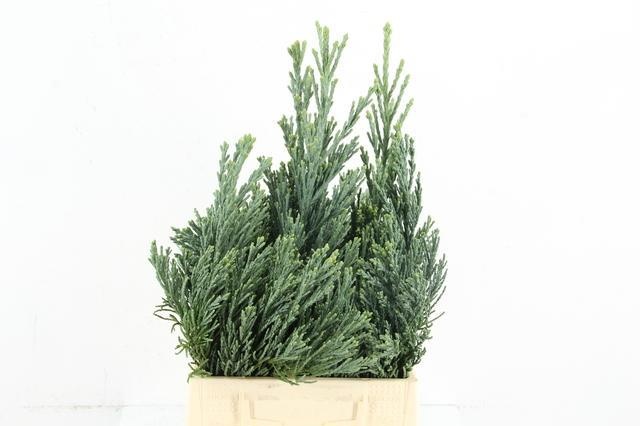Coniferen Snijgroen 45L.cm