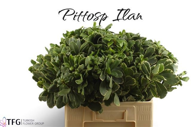 Pittosporum Ilan