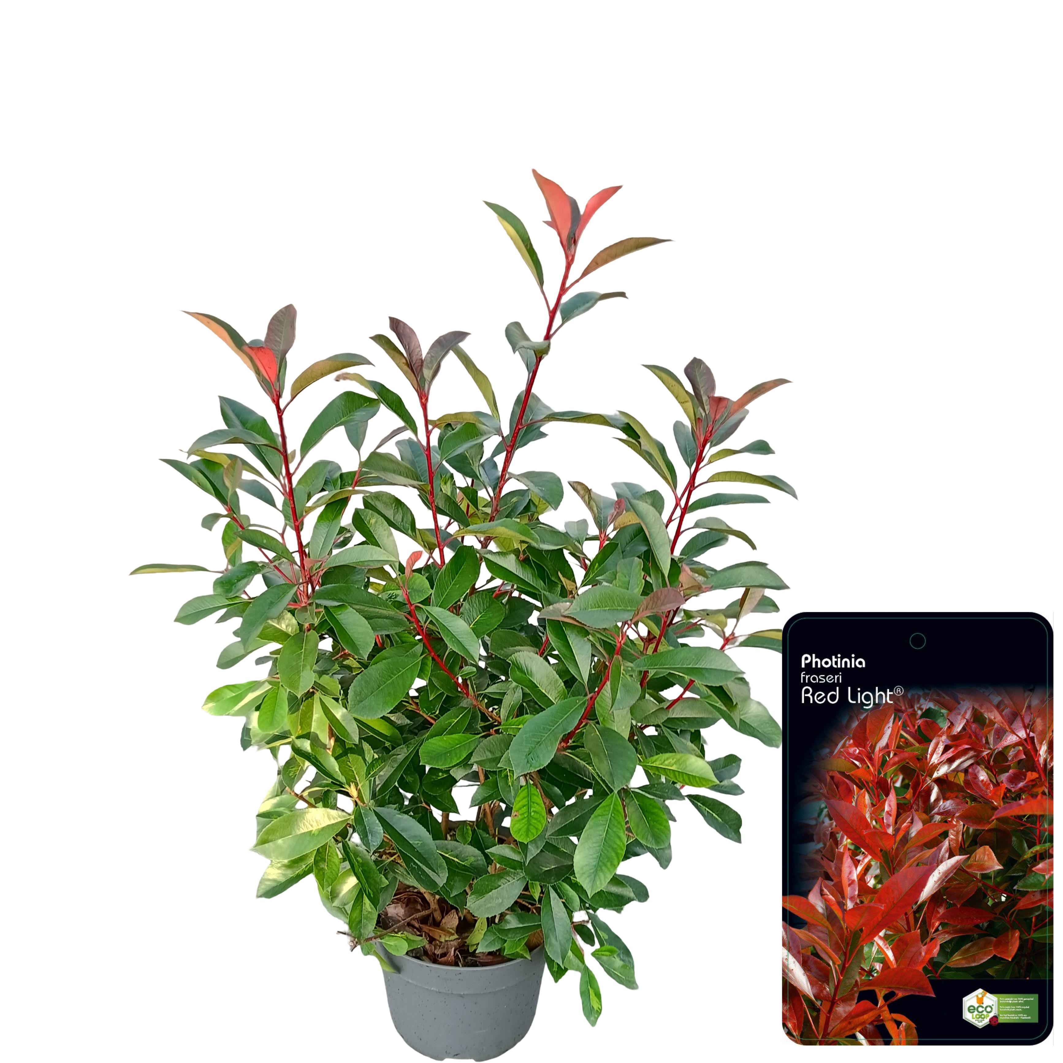 Picture of Photinia fraseri 'Red Light' C10