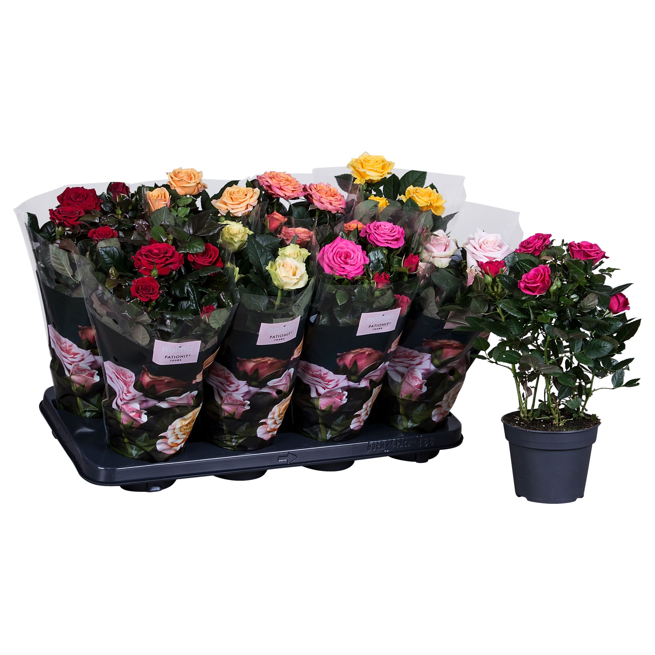 Nolina Roses Ø 13 Cm Mix St. 2-3