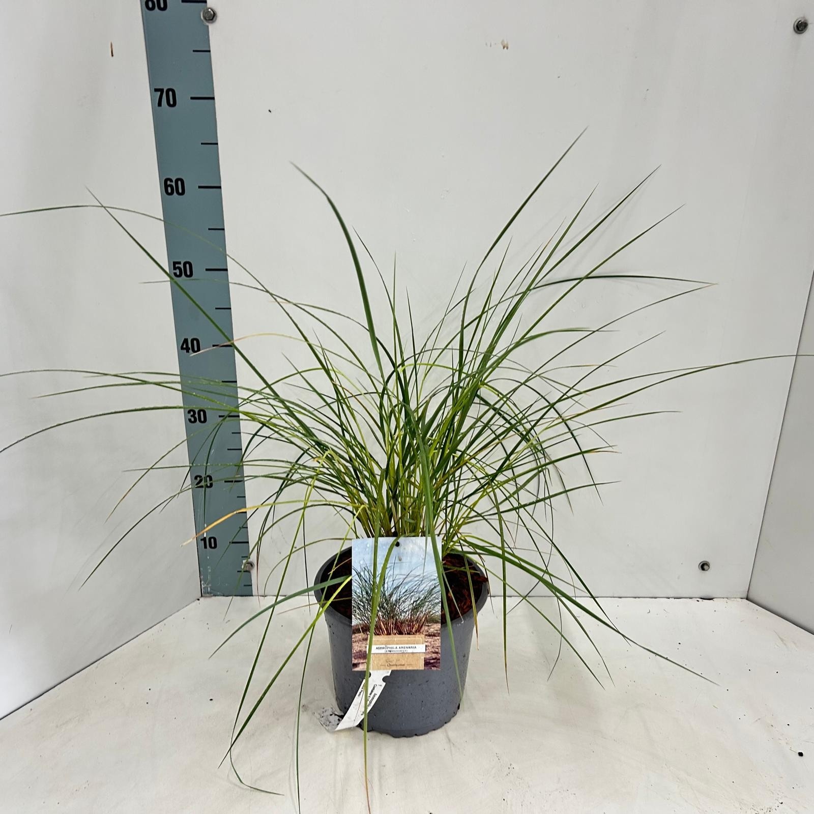 Ammophila arenaria