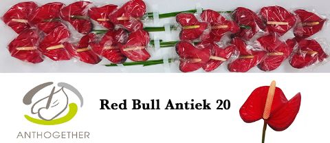 Anth A Red Bull