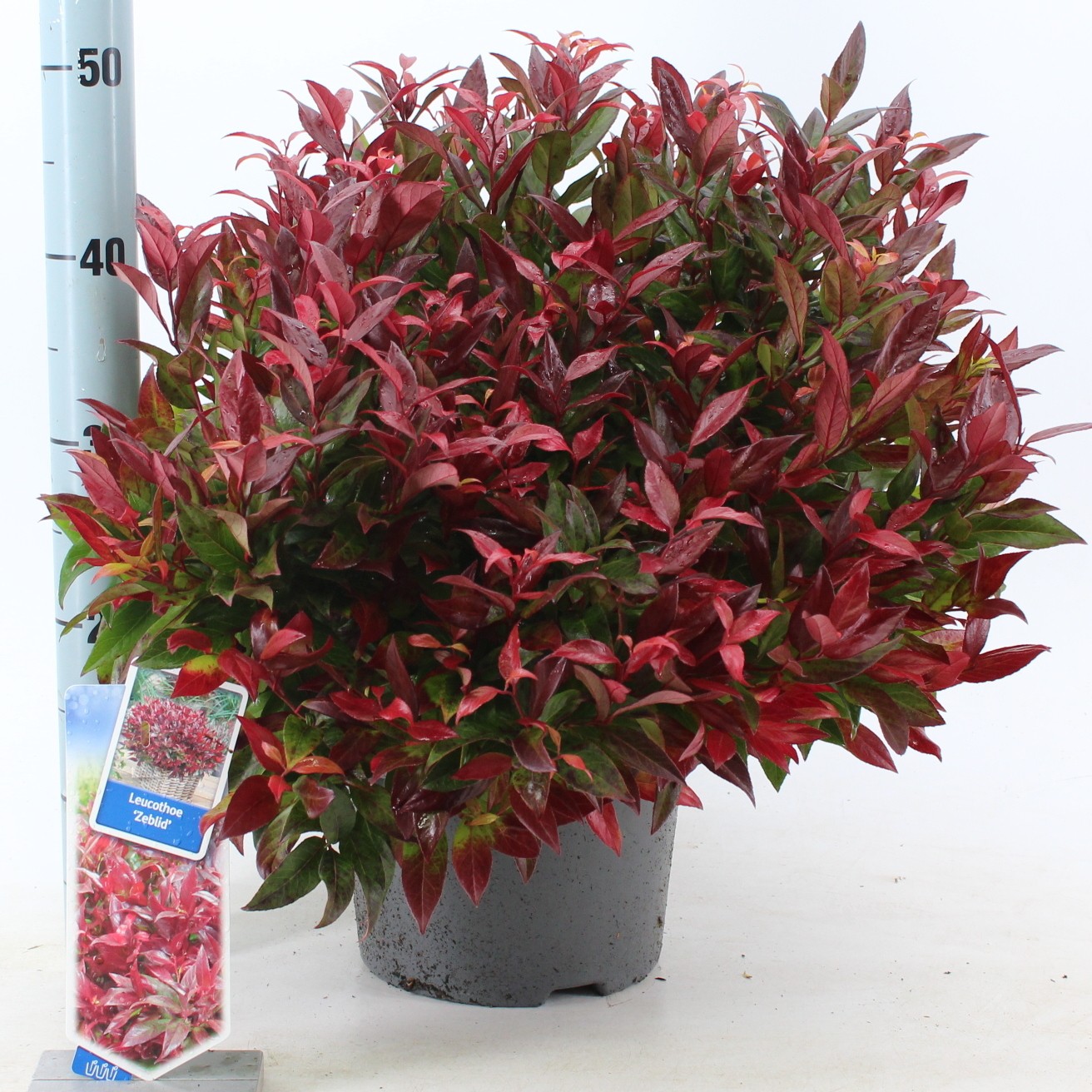 Picture of Leucothoe 'Zeblid'