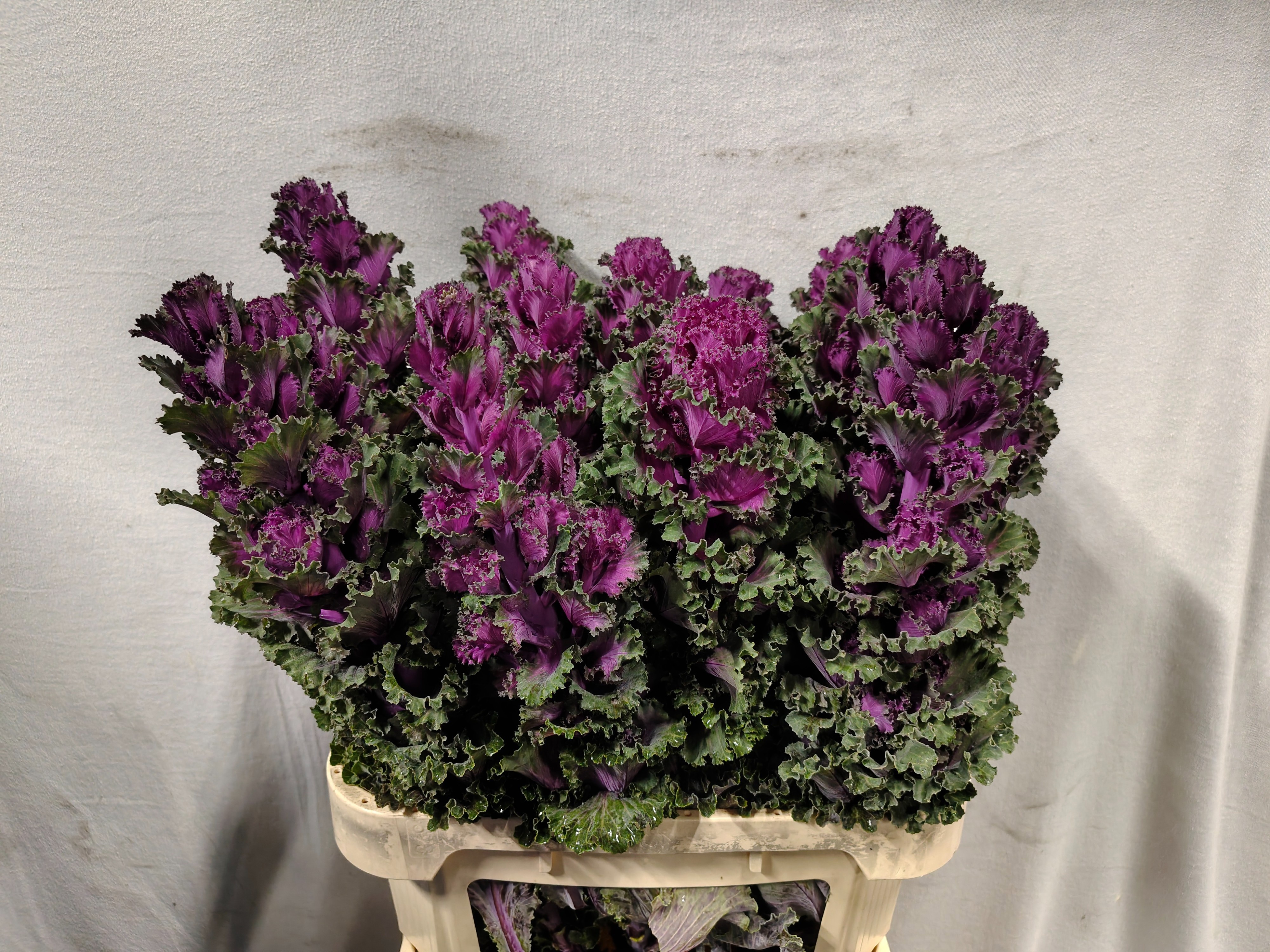 Brassica Crane Ruffle Red 80cm