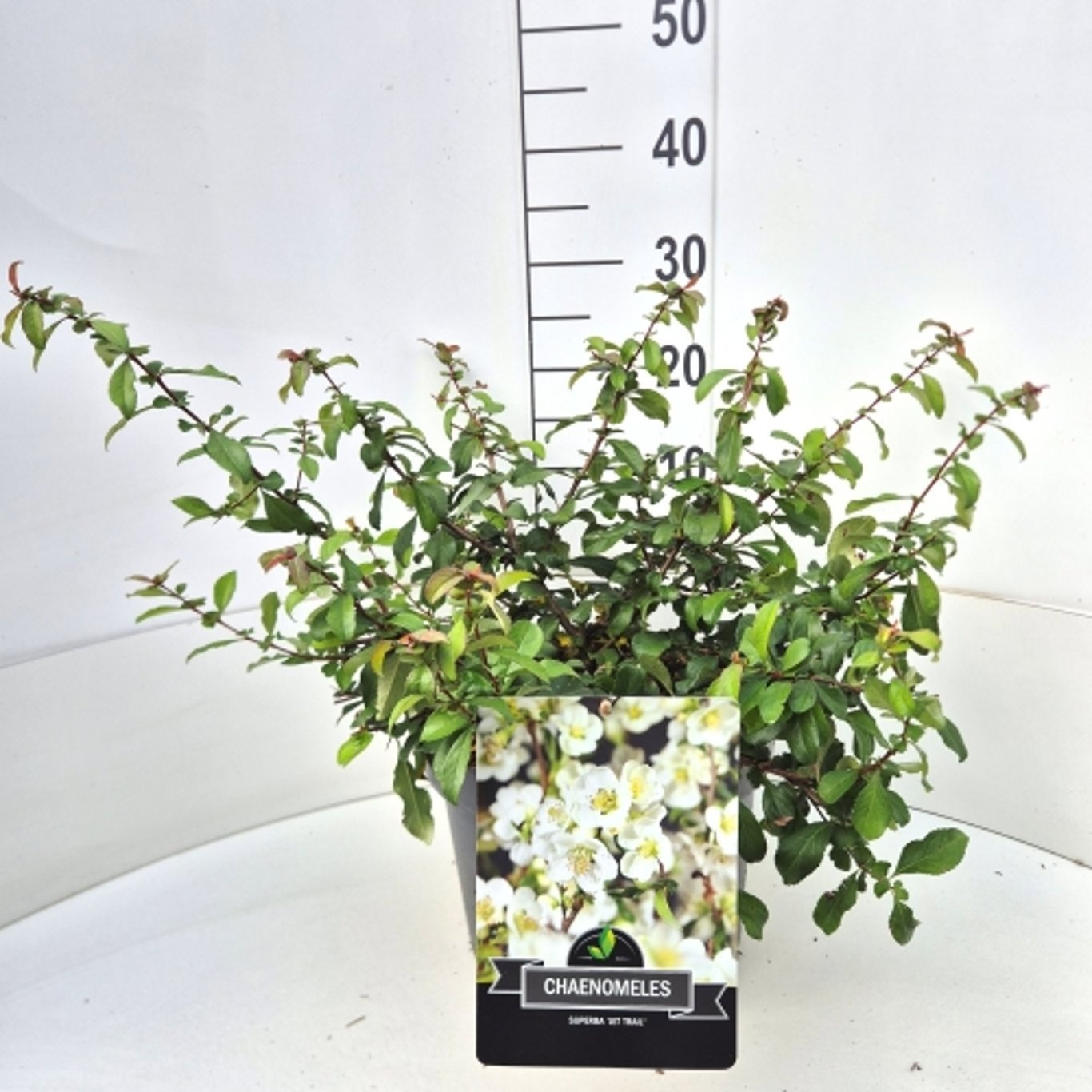 Chaenomeles superba 'Jet Trail'