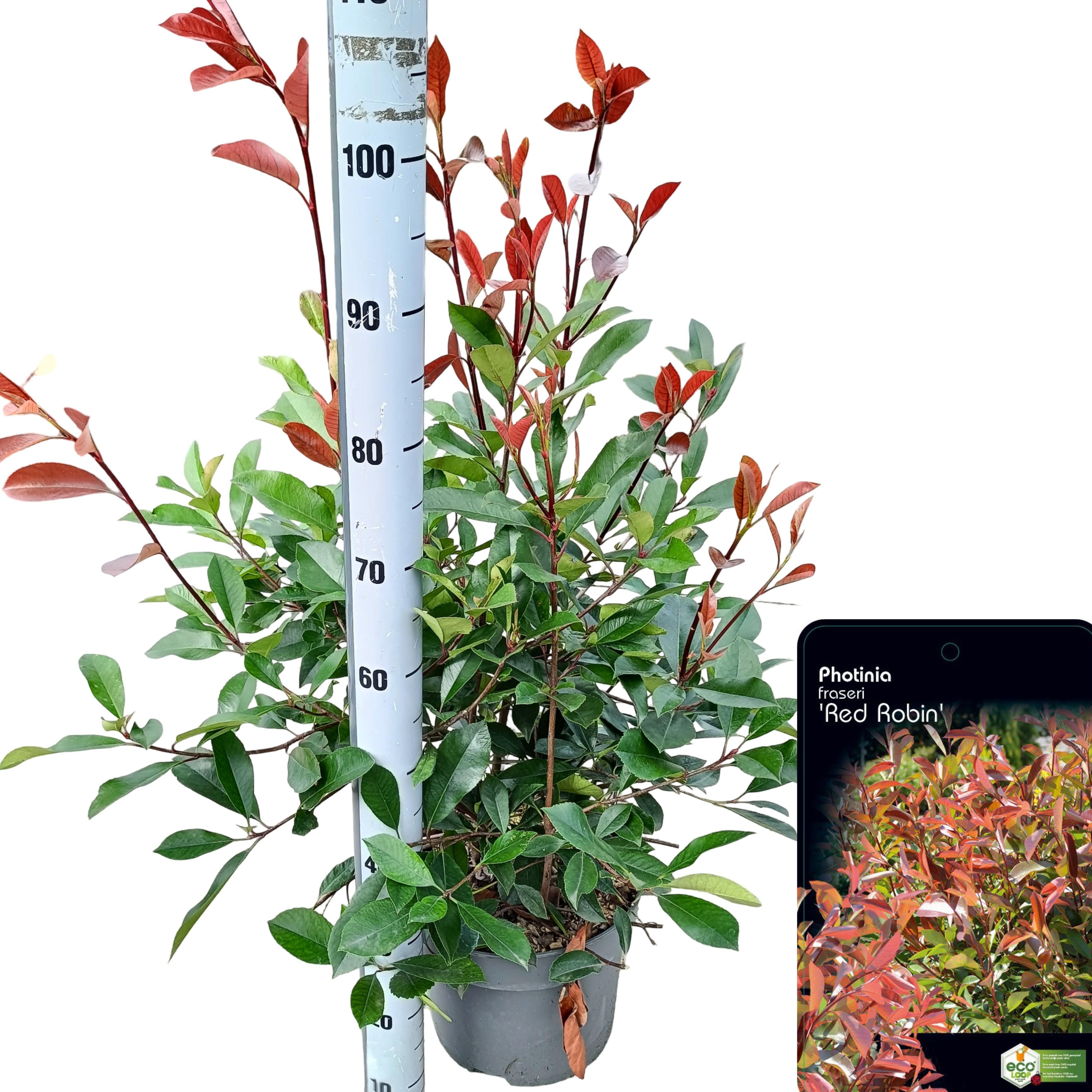 Picture of Photinia fraseri 'Red Robin' C10
