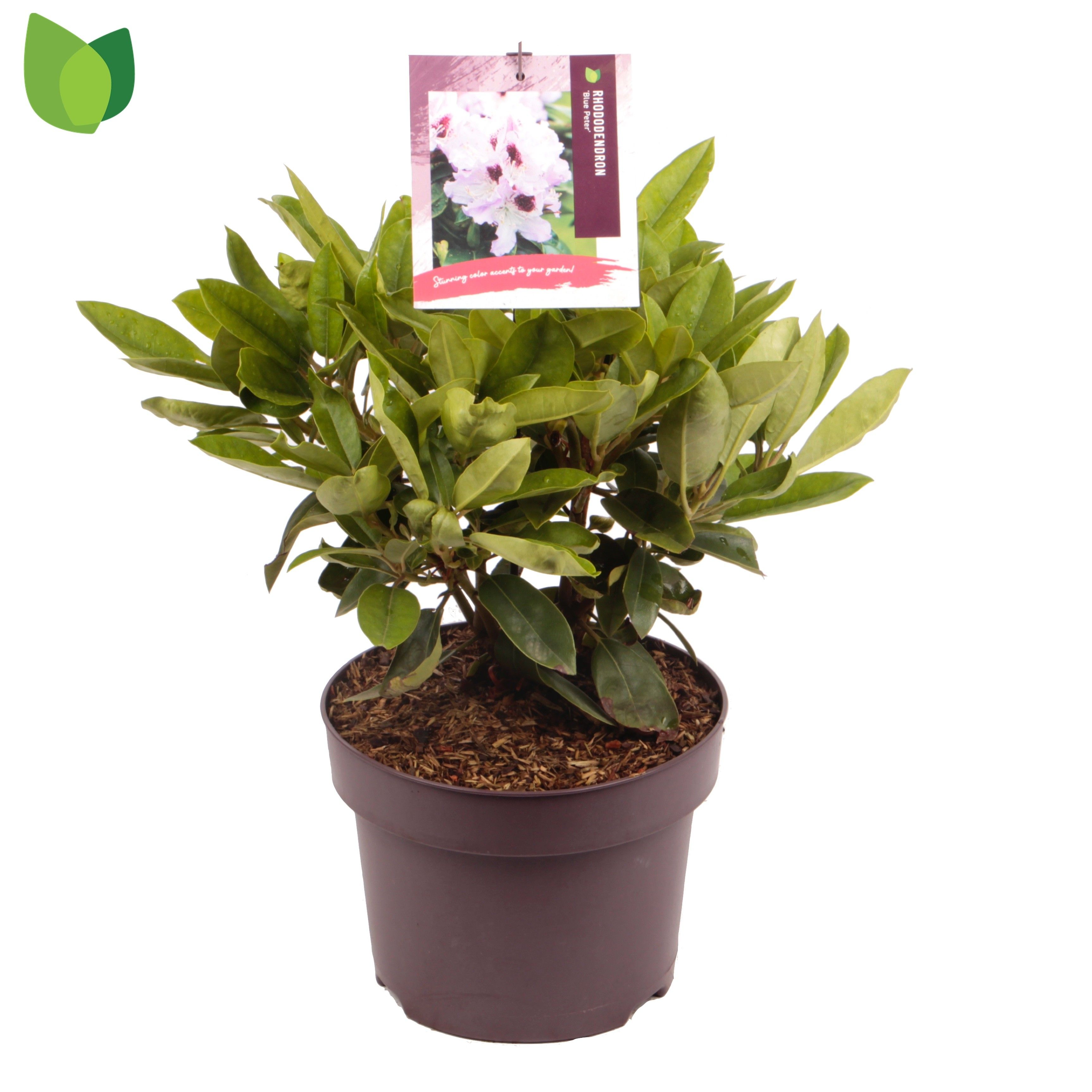 Rhododendron 'Blue Peter'