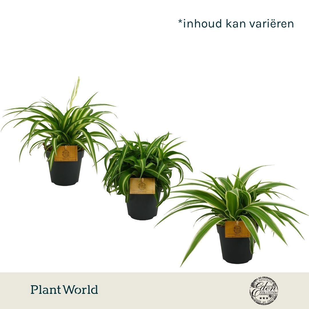 Chlorophytum gemengd
