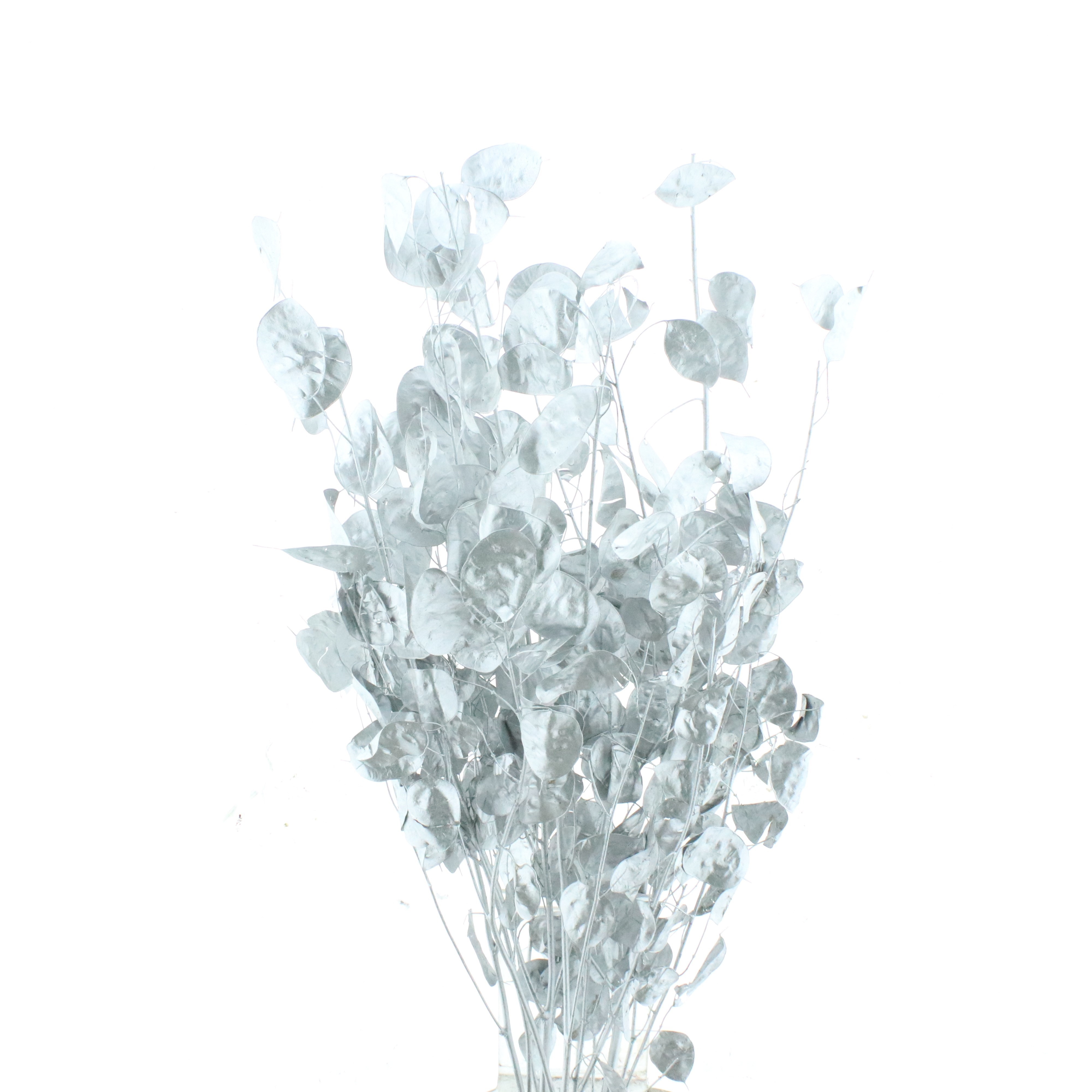 Ov Colrbehandeld 80cm