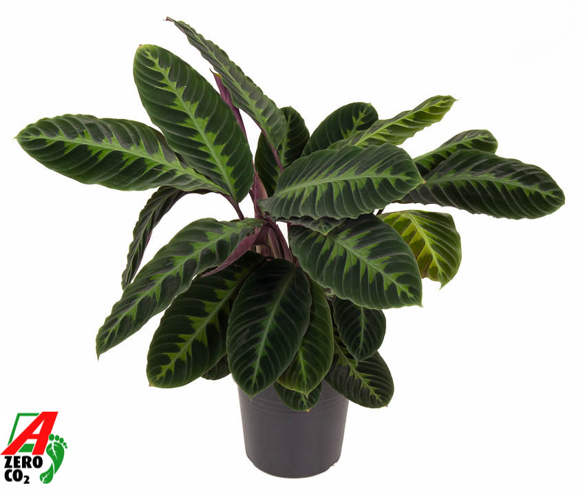 Picture of Calathea Warscewiczii P24 80CM (LOOSE)