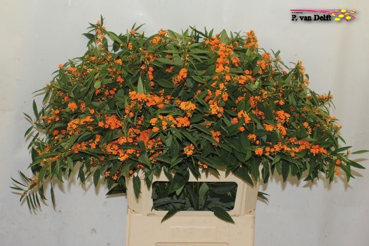 Euphorbia Spray Sunstream 80cm