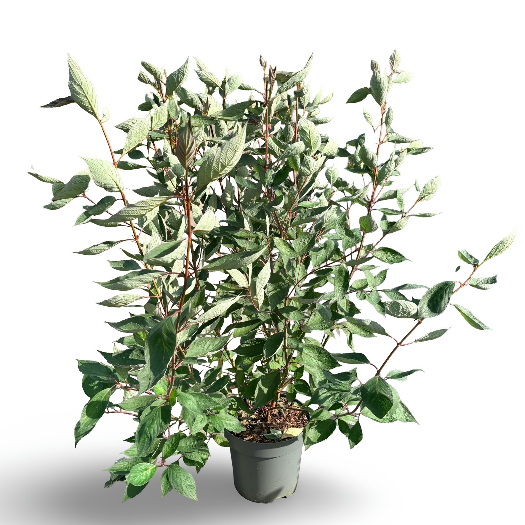 Cornus alba 'Kesselringii'